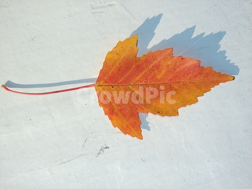 가을,단풍,나뭇잎,단풍잎,낙엽,잎,leaf,식물,나무,가을,계절,fall,autumn,season,plant,tree,maple