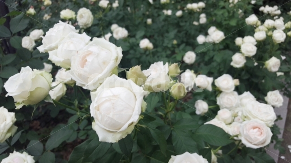 장미,꽃,식물,백장미,꽃밭,풍경,흰색,하얀장미,식물,자연,plants,nature,꽃,flower