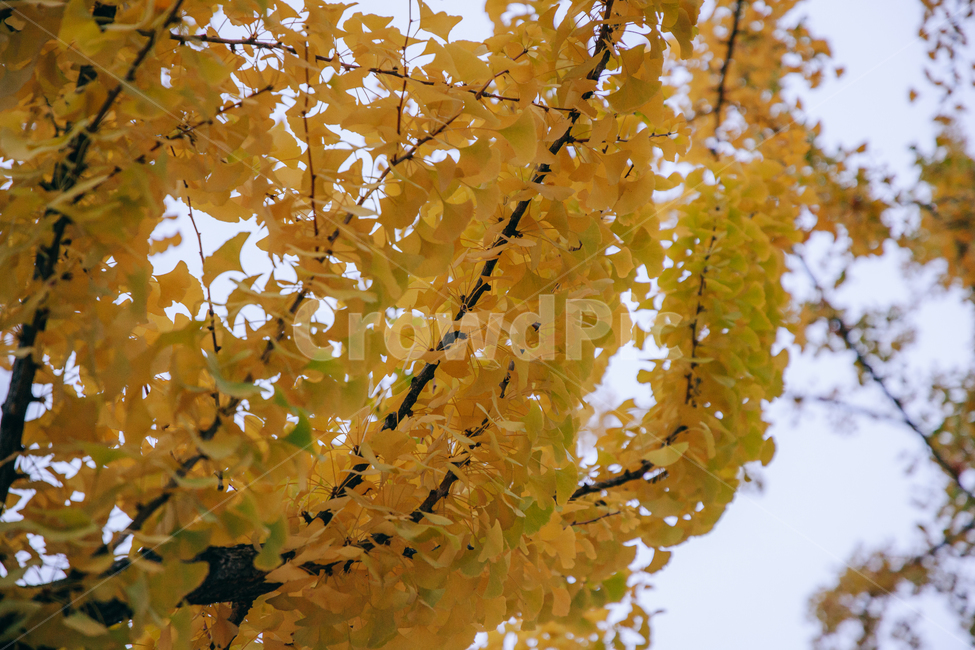 노랑,단풍,은행,나무,가을,가을,계절,fall,autumn,season,식물,자연,plants,nature,leaf,잎,plant,tree,maple