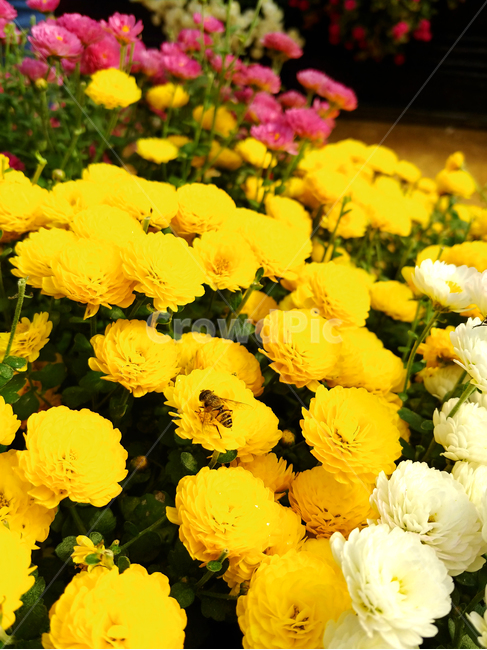 꽃밭,꽃송이,국화꽃,꽃다발,꽃잎,식물,자연,plants,nature,꽃,flower