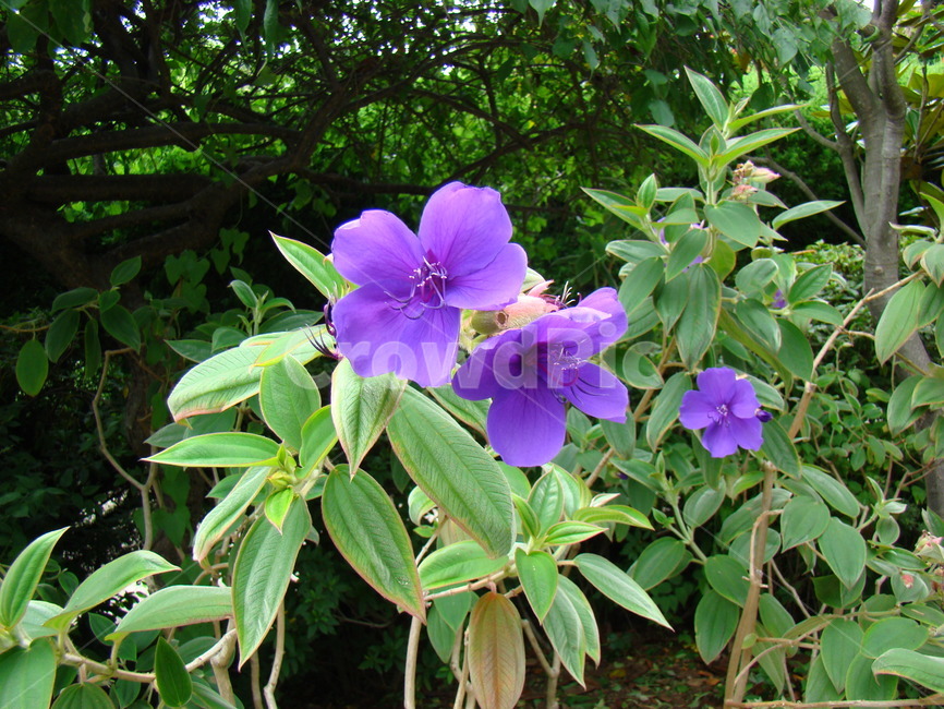 자연,꽃,나무,식물,경관,식물,자연,plants,nature,꽃,flower