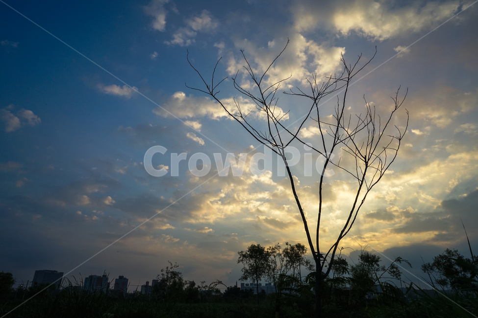 나무,자연,구름,하늘,풍경,자연,풍경,nature,landscape,outdoors,옥외