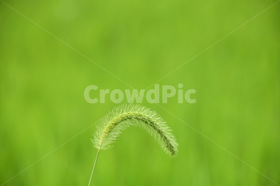 초록,plant,식물,강아지풀,풀,식물,자연,plants,nature