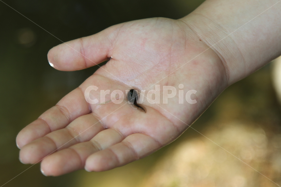 손바닥,올챙이,개구리,자연,연못,동물,animal,파충류,양서류,reptile,amphibian