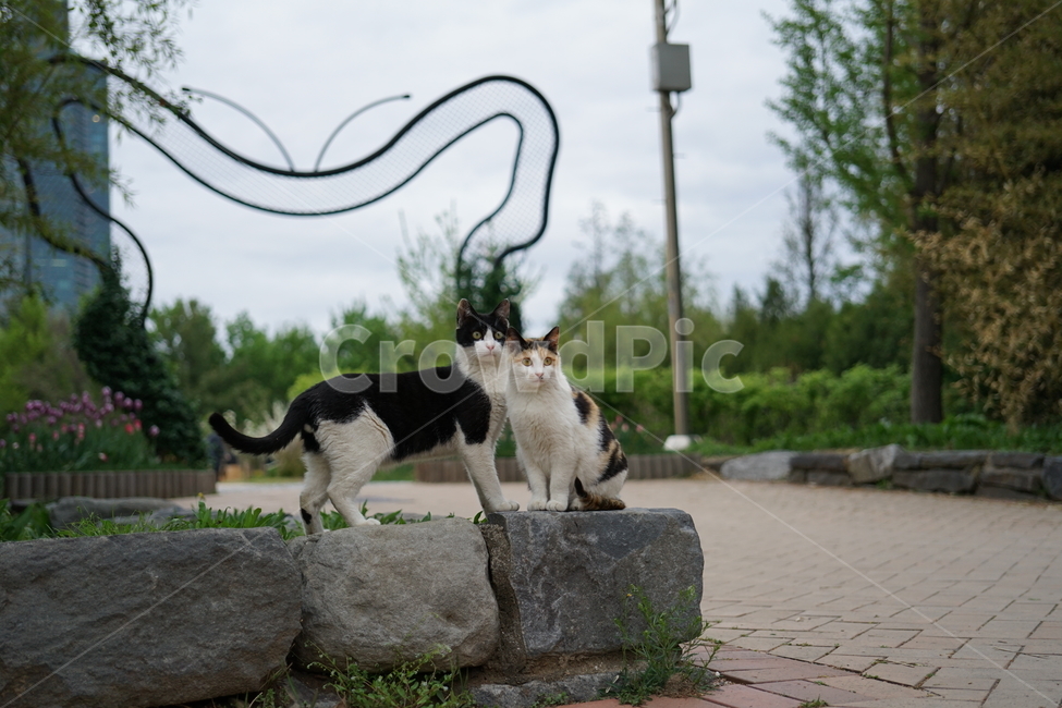 고양이,동물,포유류,길냥이,cat,animal,pet,동물,animal,포유류,mammal,고양이,cat,kitten,kitty