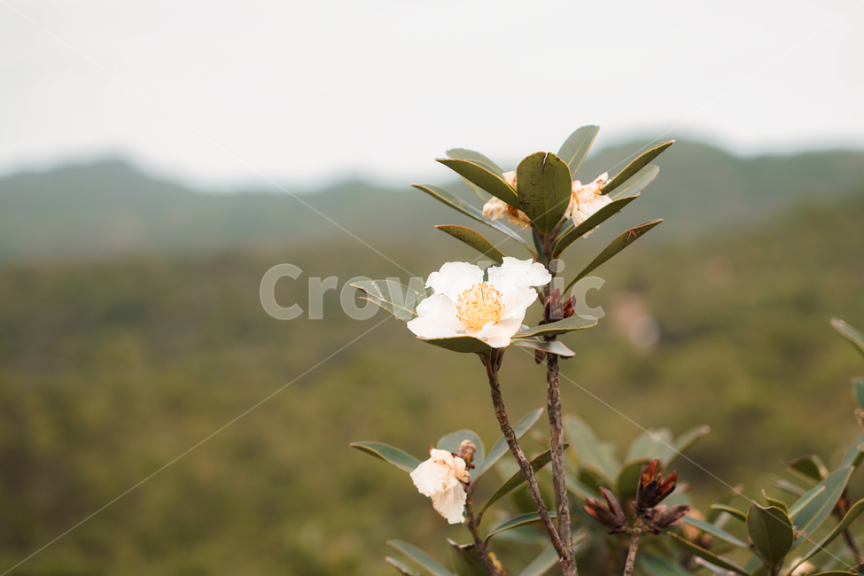 산,꽃,흰색,들판,식물,식물,자연,plants,nature,꽃,flower