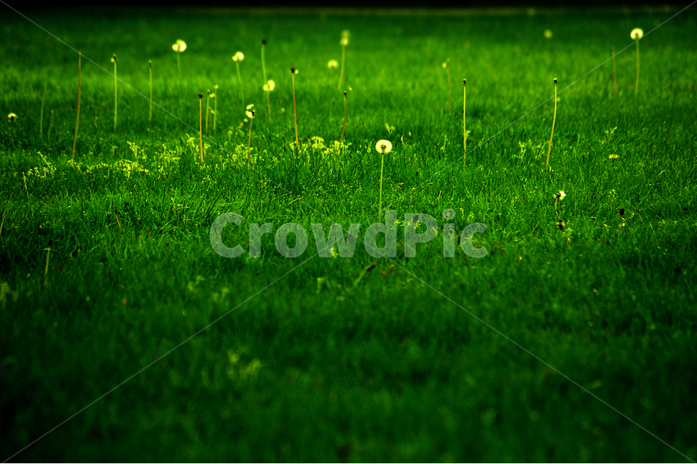 민들레,풍경,초록색,식물,green,landscape,식물,자연,plants,nature