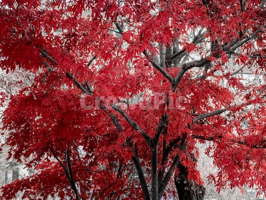 tree,나무,plant,식물,maple,단풍,leaf,잎,빨강,red