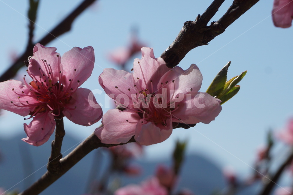 봄,꽃,분홍색,개화,꽃잎,새순,파란하늘,3월,봄,계절,spring,season,식물,자연,plants,nature,꽃,flower,plant,blossom