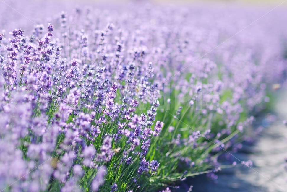 라벤더,라벤더꽃,보라색,고성,라벤더밭,꽃밭,lavender,식물,자연,plants,nature,꽃,flower,감성,sensible,feeling