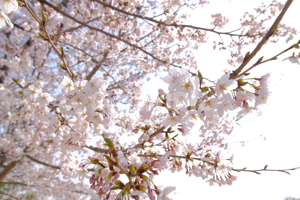 벚꽃,cherryblossom,4월,꽃,봄,축제