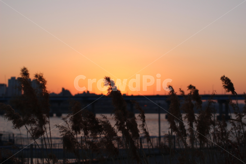 갈대,감성,일몰,한강,물결,도시,풍경,city,landscape,한국도시풍경,한국도시경관,korea cityscape,실루엣,그림자,silhouette,shadow,감성,sensible,feeling,grass,잔디,plant,식물,lawn,reed
