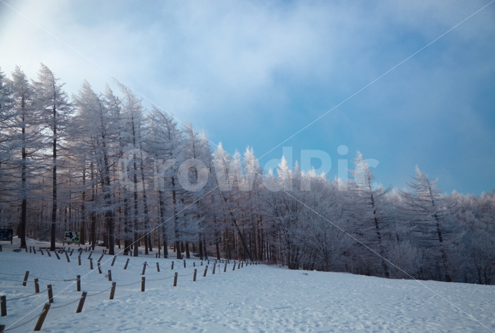 함백산,만항제,상고대,설경,눈,겨울,아침,겨울,계절,winter,season,자연,풍경,nature,landscape,한국자연풍경,한국자연경관,korea nature landscape,tree,나무,plant,식물,outdoors,옥외,abies,아비,fir,전나무