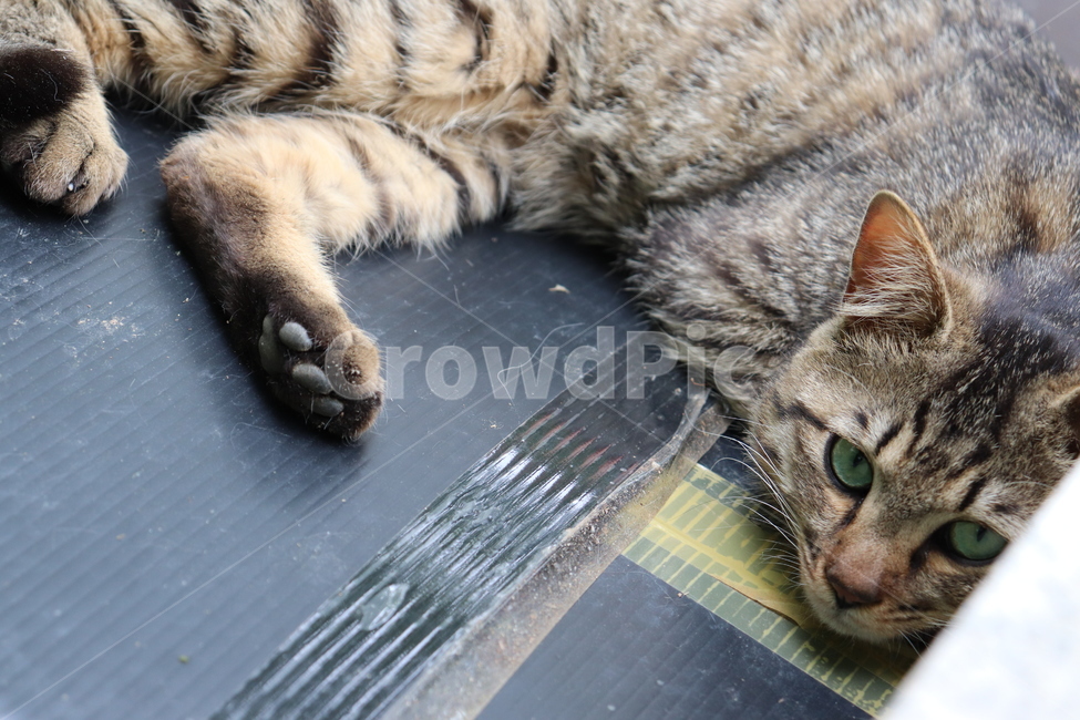 cat,고양이,동물,animal,길냥이,pet,동물,animal,포유류,mammal,고양이,cat,kitten,kitty