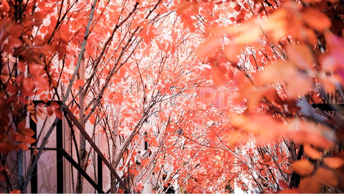 가을,단풍,단풍나무,풍경,가을풍경,가을,계절,fall,autumn,season,식물,자연,plants,nature,감성,sensible,feeling,색깔,색상,색채,색감,color sense,color sensitivity,feeling of color,leaf,잎,plant,tree,나무,maple