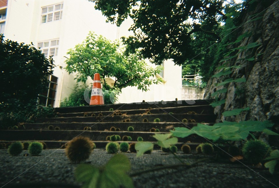가을,계절감,늦여름,밤송이,계단,밤,담쟁이,담쟁이덩굴,plant,식물