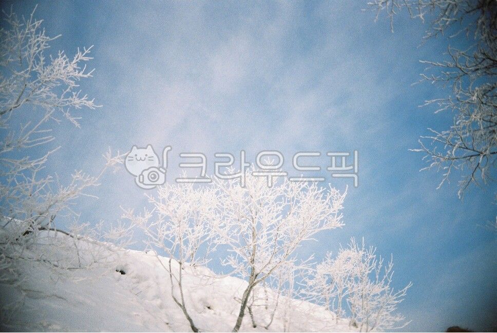 겨울,필름,필름감성,감성,눈오는날,눈보라,눈,상고대,하늘,winter,snow,겨울배경,겨울,계절,winter,season