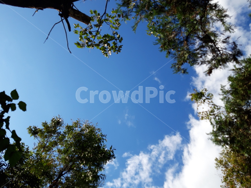 tree,나무,plant,식물,하늘,구름,sky,cloud,나뭇잎,화창한날,햇빛,자연,풍경,nature,landscape