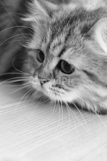 고양이,흑백,애묘,동물,귀여움,동물,animal,포유류,mammal,고양이,cat,kitten,kitty,흑백,모노톤,monochrome,black and white