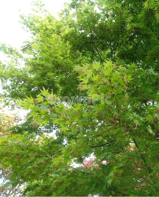 단풍나무,식물,자연,maple,낙엽활엽관목,풍경