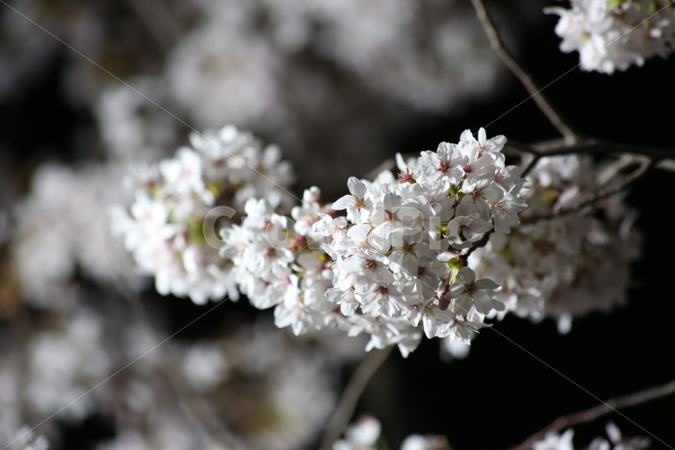 봄,벚꽃,야경,꽃,야간촬영,흰색,흰꽃,봄,계절,spring,season,식물,자연,plants,nature,꽃,flower,plant,blossom