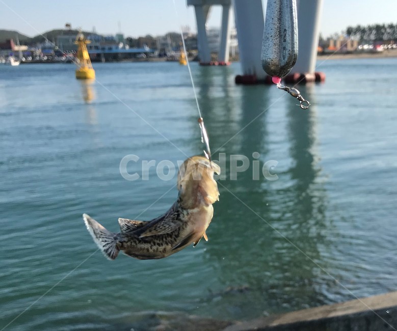 water,물,동물,볼락,물고기,항