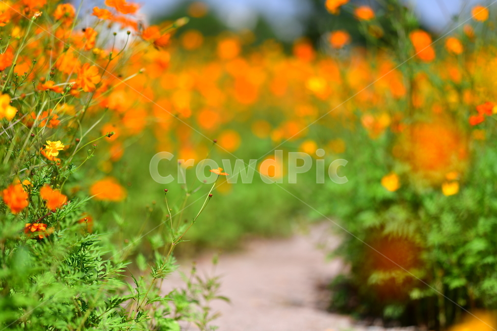 가을,코스모스,꽃,야생화,자연,공원,가을,계절,fall,autumn,season,식물,자연,plants,nature,꽃,flower,plant
