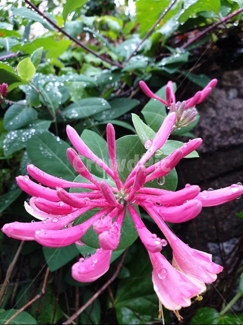 붉은인동꽃,비,빗방울,꽃말,자연,flower,rain,Nature,raindrop