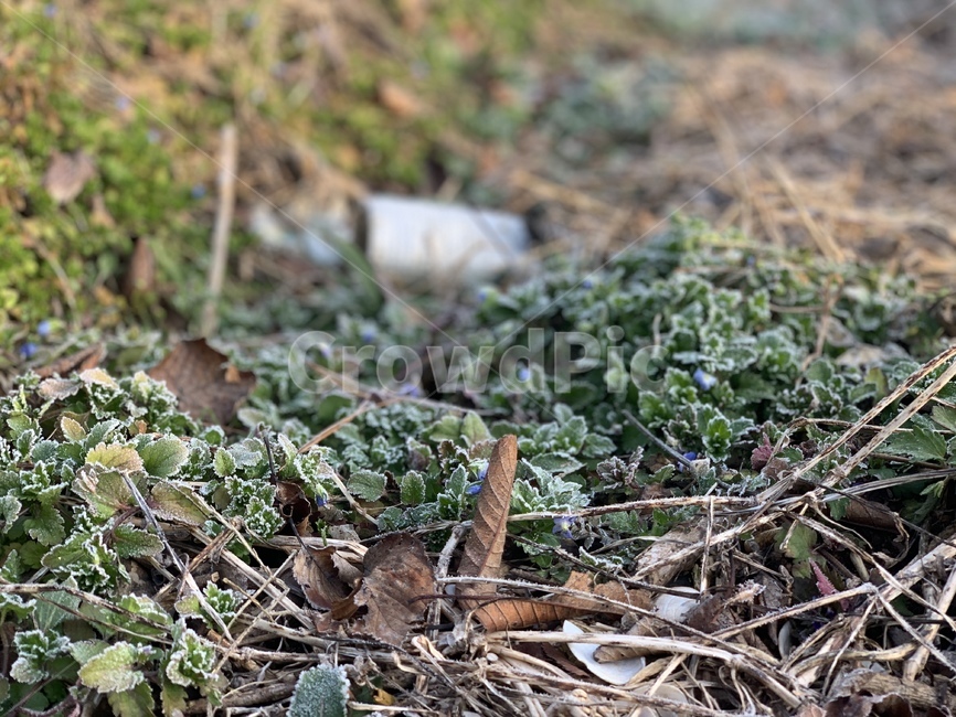 서리,3월,봄,새싹,풀,낙엽,green,ground,바닥