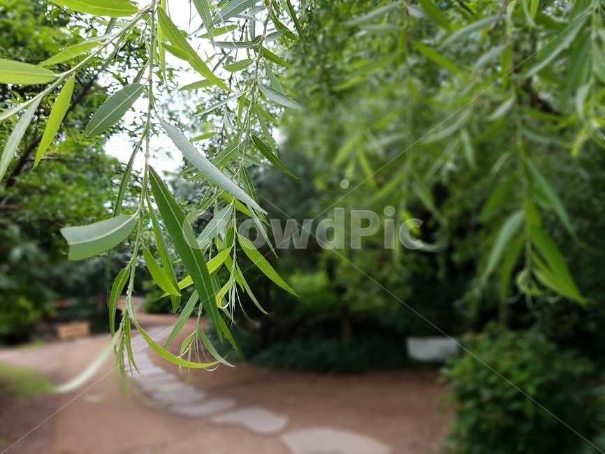 공원,풀,나무,숲,산책로