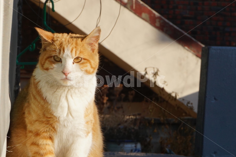 고양이,야생고양이,길고양이,도심고양이,마당냥이,털찜,동물,animal,포유류,mammal,고양이,cat,kitten,kitty