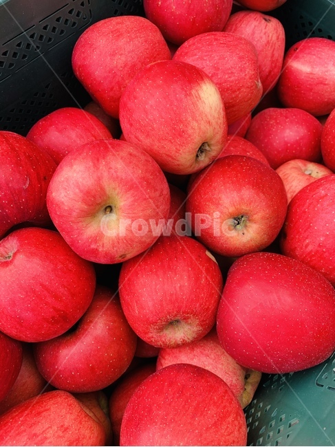 사과,과일,fruits,apple,시장,식물,빨강,붉은,red,음식,식재료,요리,food,cook,meal,dishes,food reserves,과일,열매,fruit