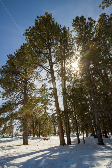 rural,natural,wood,background,beautiful,blue,cold,forest,frost,ice,landscape,light,mountain,nature,outdoor,park,scenic,season,sky,snow,sun,sunlight,sunny,tree,trees,usa,utah,view,white,winter,미국,유타,눈,겨울,자연,나무,야외,숲