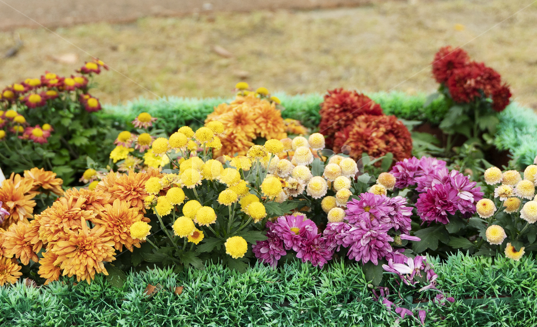 꽃,식물,정원,가을,화분,봄,flower,flowers,garden,plant,빈티지,감성,고화질,식물,자연,plants,nature,꽃,flower