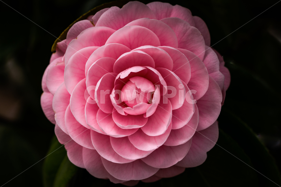 꽃,봄,분홍,분홍색,분홍색꽃,접사,식물,꽃잎,동백,분홍동백,flower,plant,blossom,spring,macro,petal,flowerpetal,pink,camellia,pinkcamellia,식물,자연,plants,nature,꽃,flower