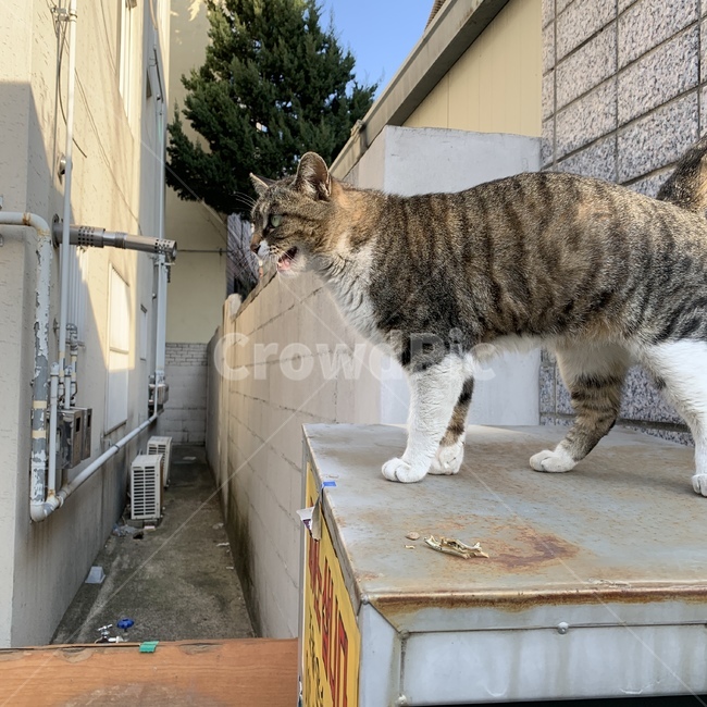 고양이,길고양이,하교길,냐옹,동물