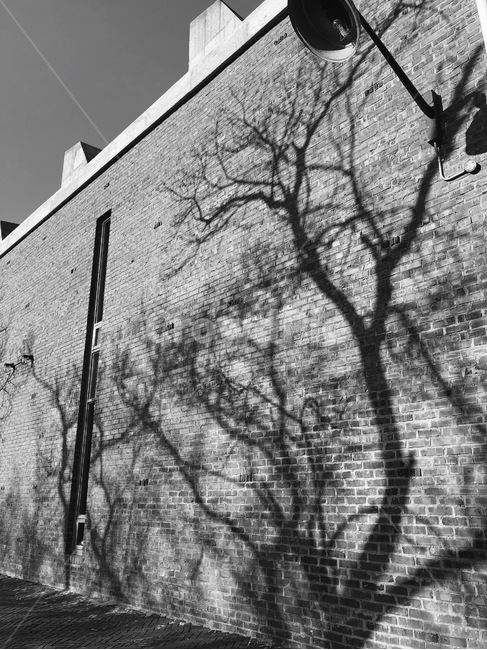 오후,흑백,그림자,나무,벽,흑백,모노톤,monochrome,black and white,건축물,건물외관,exterior,building,structure,architecture,construction