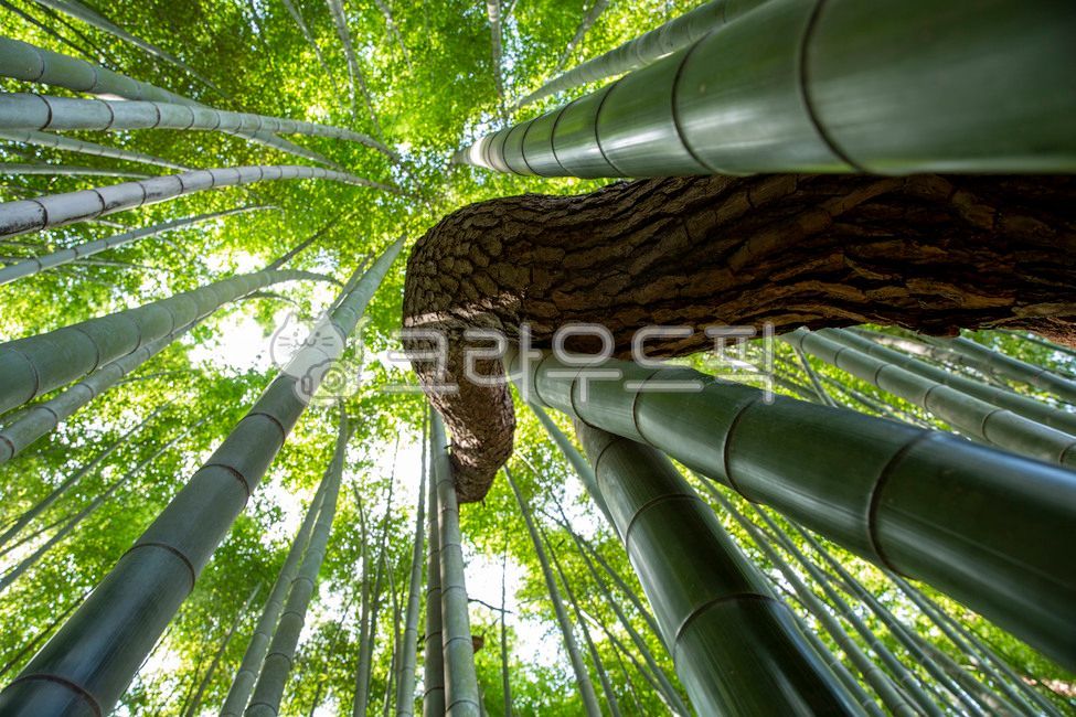 고창읍성,맹종죽,소나무,대나무,대나무숲,bamboo,plant