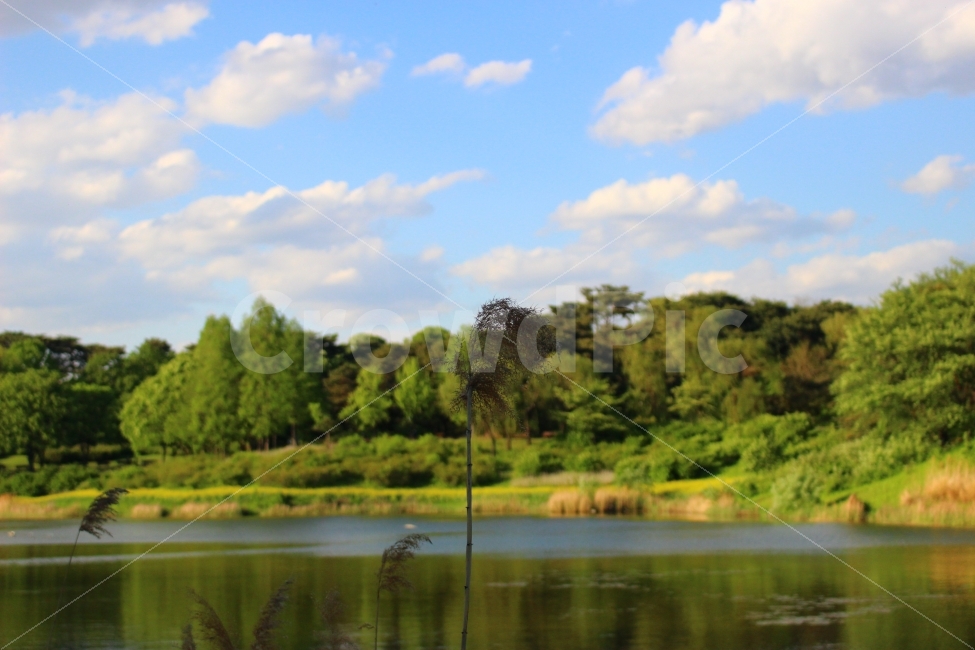 Olympic Park,sky,cloud,pond,Reed,nature,sight,autumn,park