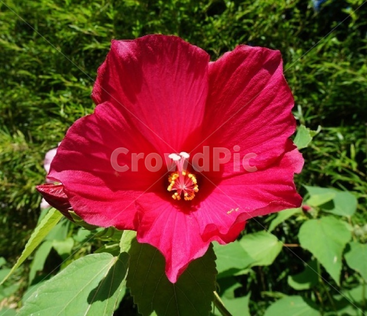 무궁화,붉은,빨간무궁화,꽃,애국가,식물,자연,plants,nature,꽃,flower