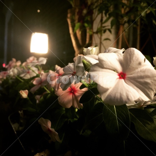 꽃,flower,밤꽃,밤산책,어둠