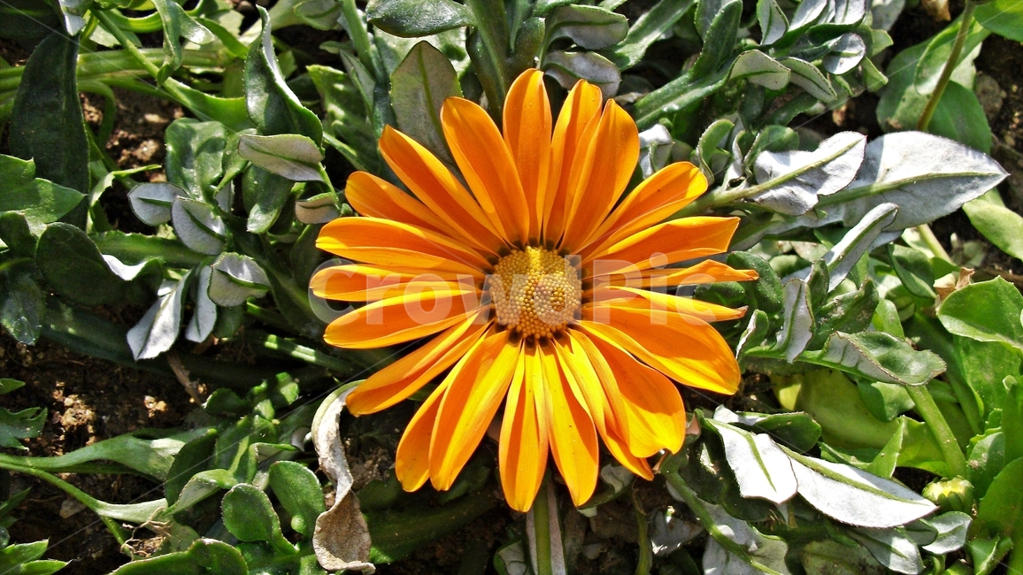 꽃,자연,식물,꽃잎,암술,수술,봄,spring,nature,bloom,petal,floral,scent,beautiful,plant,flower,식물,자연,plants,nature,꽃,flower
