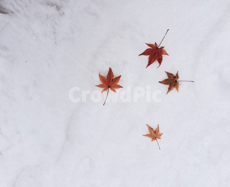 겨울,풍경,낙엽,가을과겨울,눈,겨울,계절,winter,season