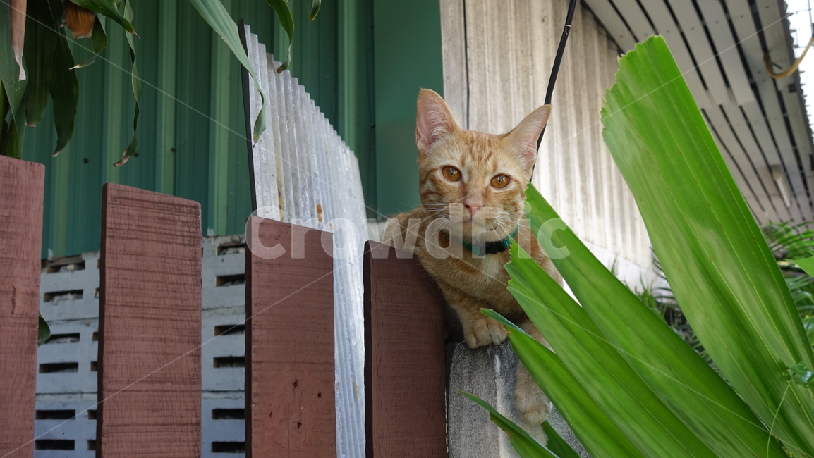 고양이,동물,초록,잎,leaf,cat,animal,green