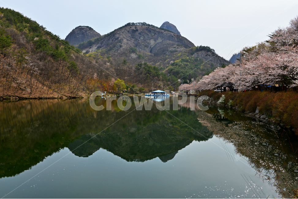 전북,진안,탑영제,마이산,plant,식물,nature,자연,outdoors,water,옥외,물,경치,경관,풍경,벚꽃,산벚꽃,반영,마이산봄,봄,계절