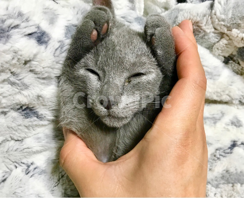 고양이,냐옹이,애완동물,반려동물,cat,집사,터키쉬앙고라,러시안블루