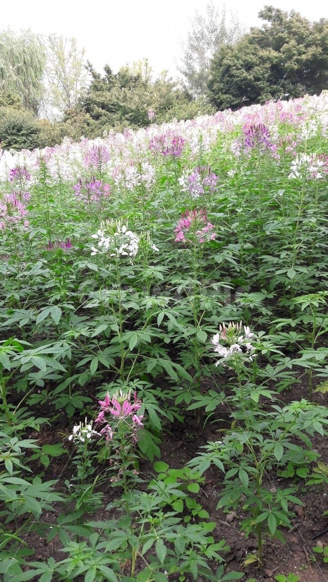 꽃,초록,분홍,흰색,어울림,식물,자연,plants,nature,꽃,flower