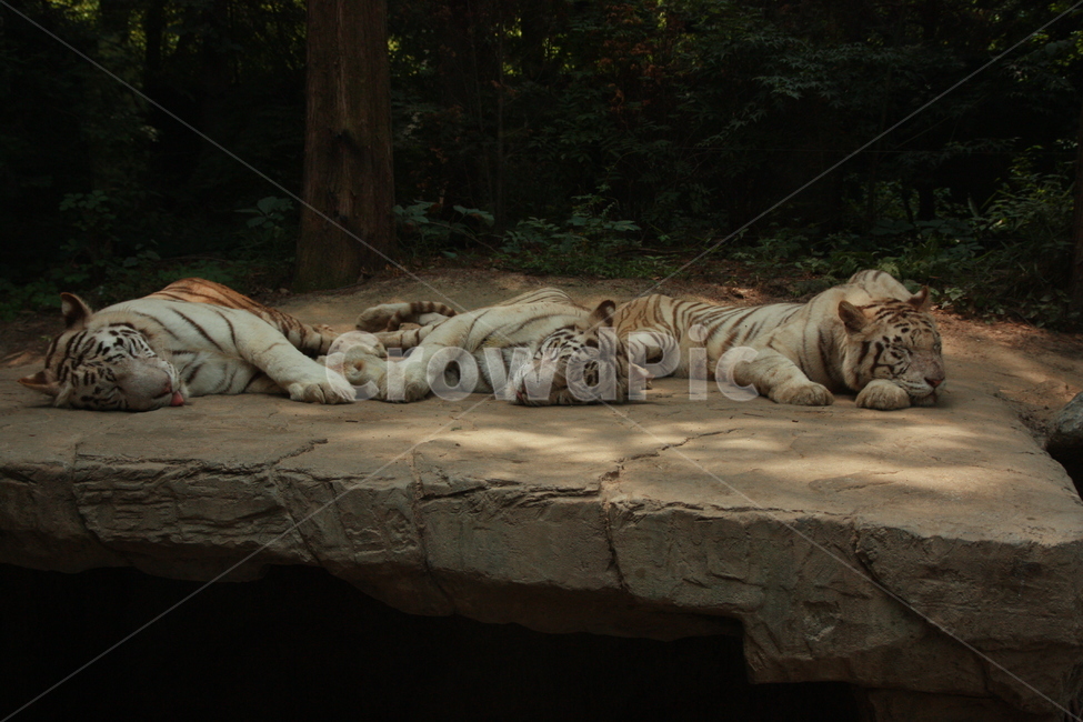 야생동물,animal,동물,포유류,호랑이,wildlife,tiger,mammal,동물,animal,포유류,mammal