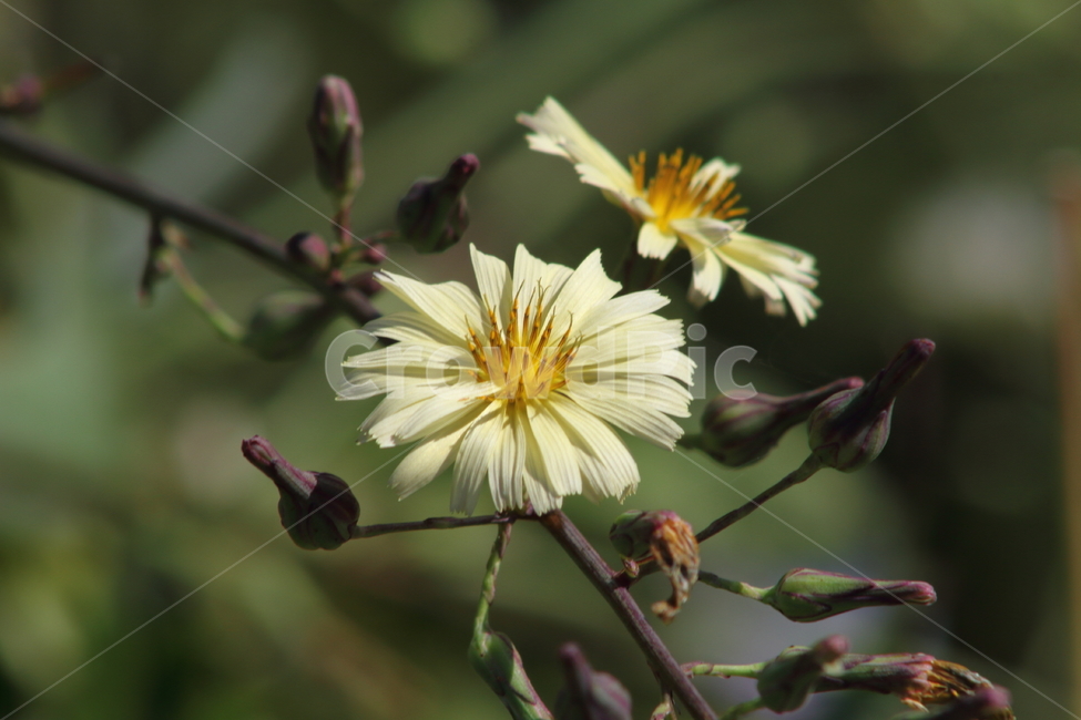 왕고들빼기,꽃,식물,야생화,indianlettuce,고들빼기,식물,자연,plants,nature,꽃,flower