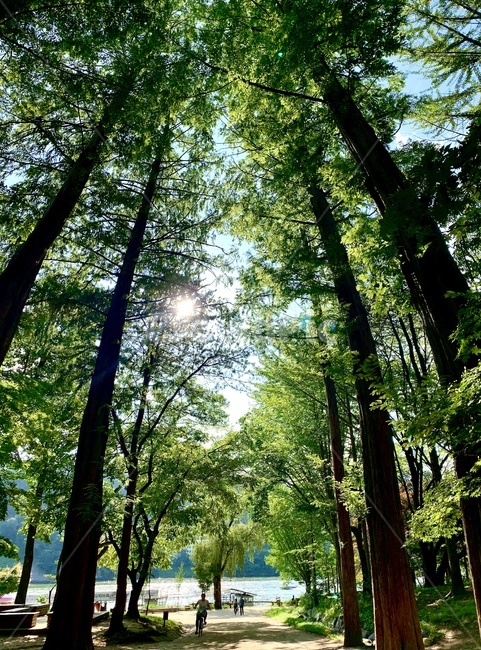 빛,나무,자연,숲속,강물,공원,감성사진,푸름,여름풍경,자연,풍경,nature,landscape,light,flare,플레어